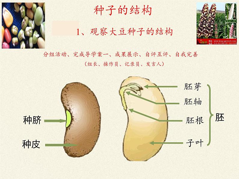 北师大版生物七年级上册 6.1 种子萌发形成幼苗(5)（课件）04