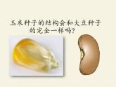 北师大版生物七年级上册 6.1 种子萌发形成幼苗(5)（课件）