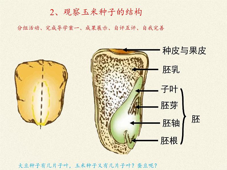 北师大版生物七年级上册 6.1 种子萌发形成幼苗(5)（课件）06