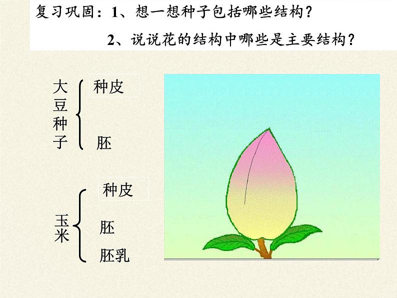 北师大版生物七年级上册 6.3 生殖器官的生长(3)（课件）02