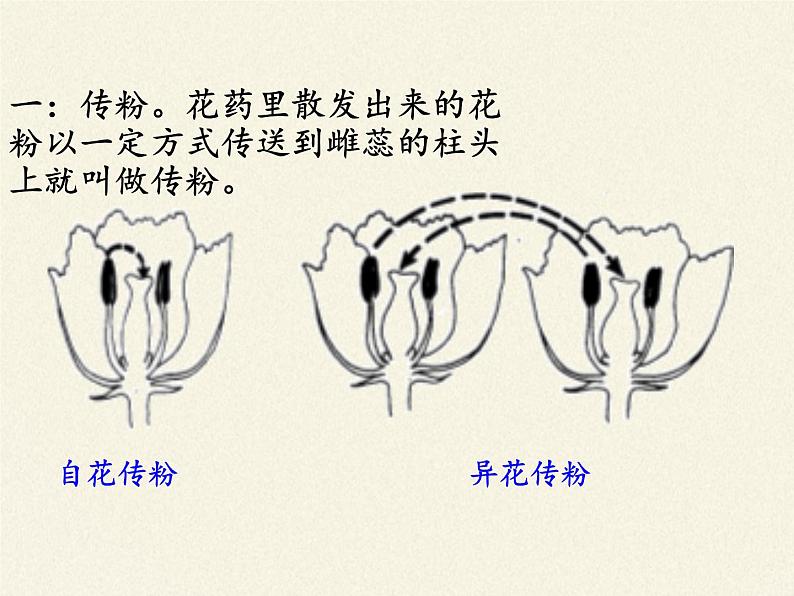 北师大版生物七年级上册 6.3 生殖器官的生长(3)（课件）03