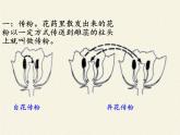 北师大版生物七年级上册 6.3 生殖器官的生长(3)（课件）