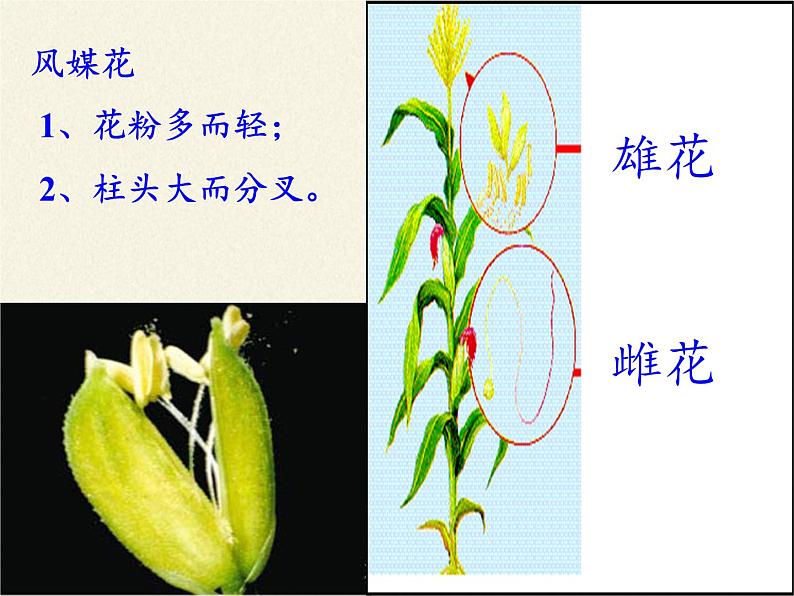 北师大版生物七年级上册 6.3 生殖器官的生长(3)（课件）04