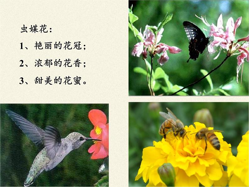 北师大版生物七年级上册 6.3 生殖器官的生长(3)（课件）05