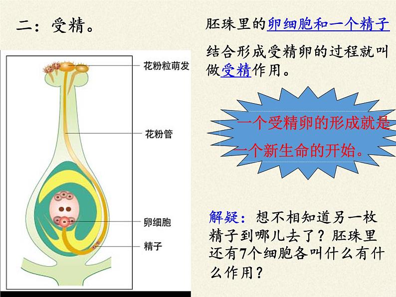 北师大版生物七年级上册 6.3 生殖器官的生长(3)（课件）06