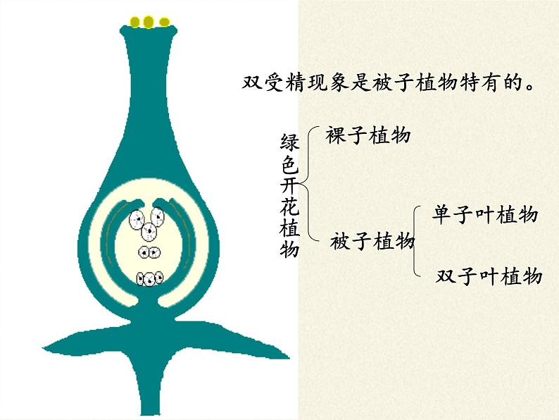 北师大版生物七年级上册 6.3 生殖器官的生长(3)（课件）07