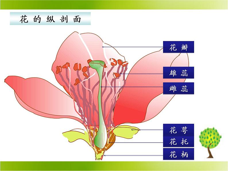 北师大版生物七年级上册 6.3 生殖器官的生长_（课件）07