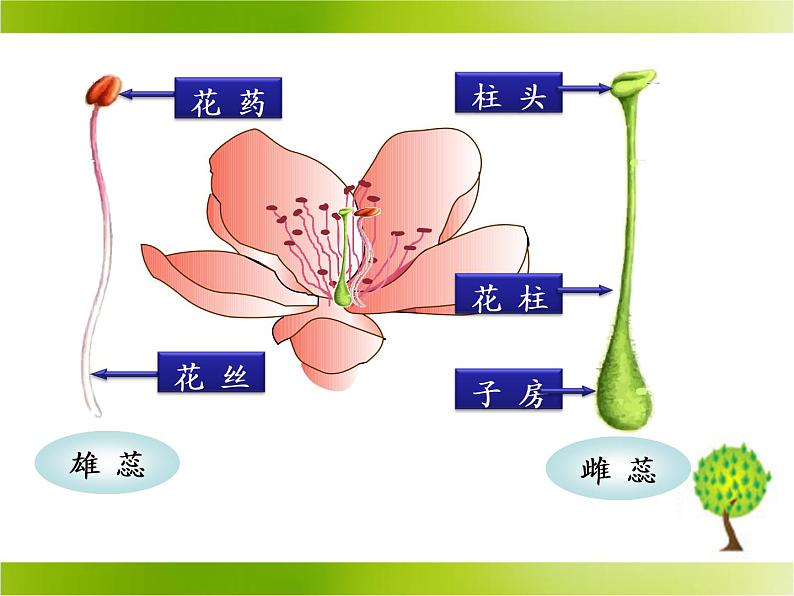 北师大版生物七年级上册 6.3 生殖器官的生长_（课件）08