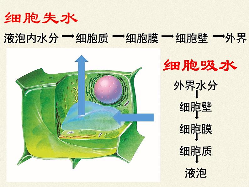 北师大版生物七年级上册 5.3 吸收作用(6)（课件）02