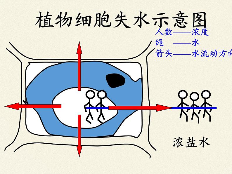 北师大版生物七年级上册 5.3 吸收作用(6)（课件）05