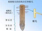 北师大版生物七年级上册 5.3 吸收作用_（课件）