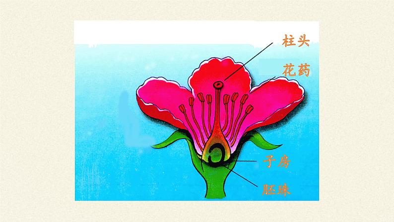 北师大版生物七年级上册 6.3 生殖器官的生长(8)（课件）第3页