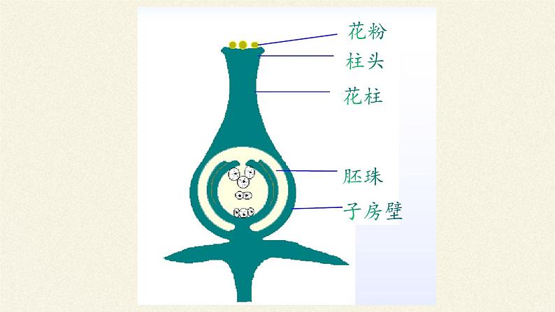 北师大版生物七年级上册 6.3 生殖器官的生长(8)（课件）第4页