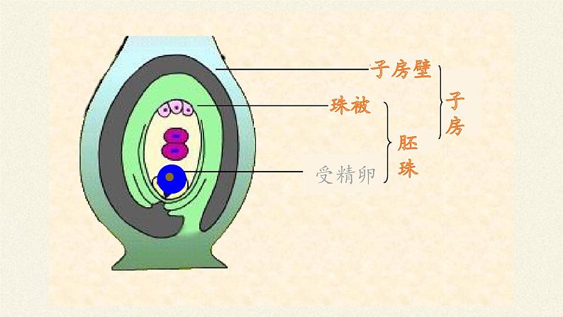 北师大版生物七年级上册 6.3 生殖器官的生长(8)（课件）第5页