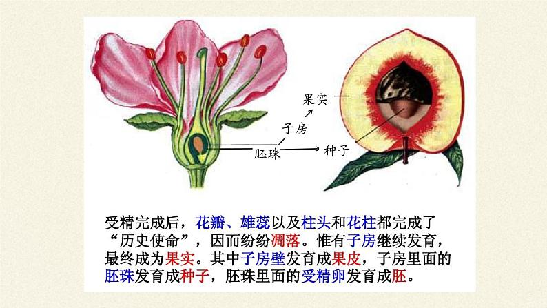 北师大版生物七年级上册 6.3 生殖器官的生长(8)（课件）第6页