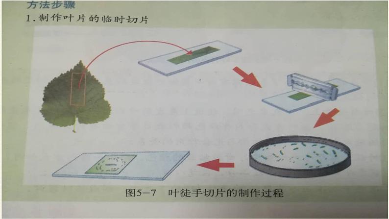 北师大版生物七年级上册 5.1 光合作用(2)（课件）04