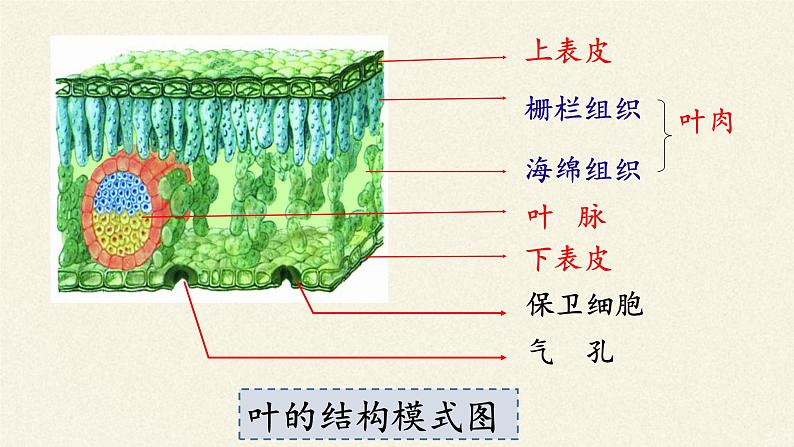 北师大版生物七年级上册 5.1 光合作用(2)（课件）05