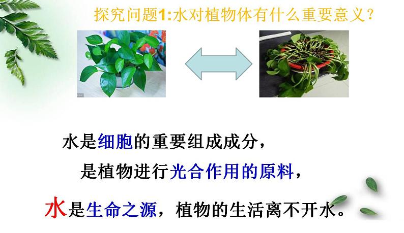 北师大版生物七年级上册 5.3 吸收作用（课件）07