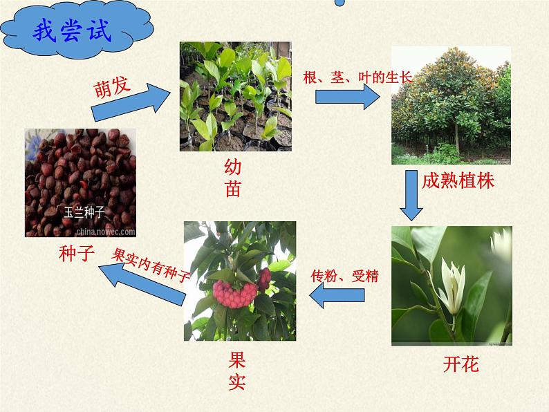 北师大版生物七年级上册 6.1 种子萌发形成幼苗（课件）第5页