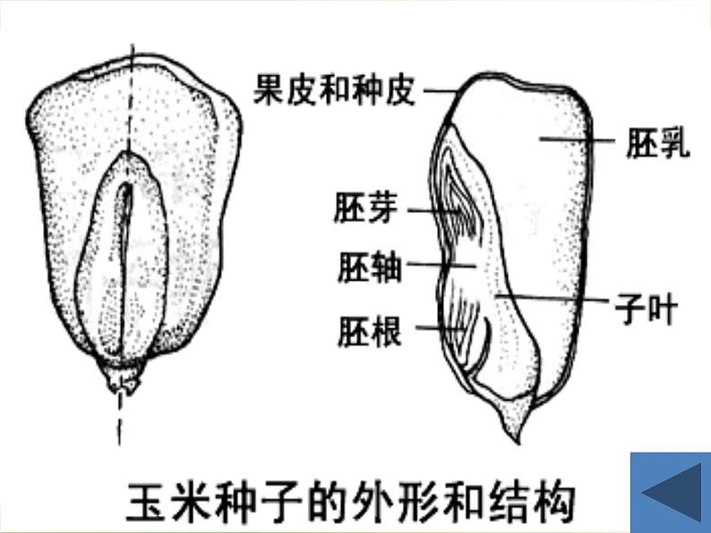 北师大版生物七年级上册 6.1 种子萌发形成幼苗_（课件）04