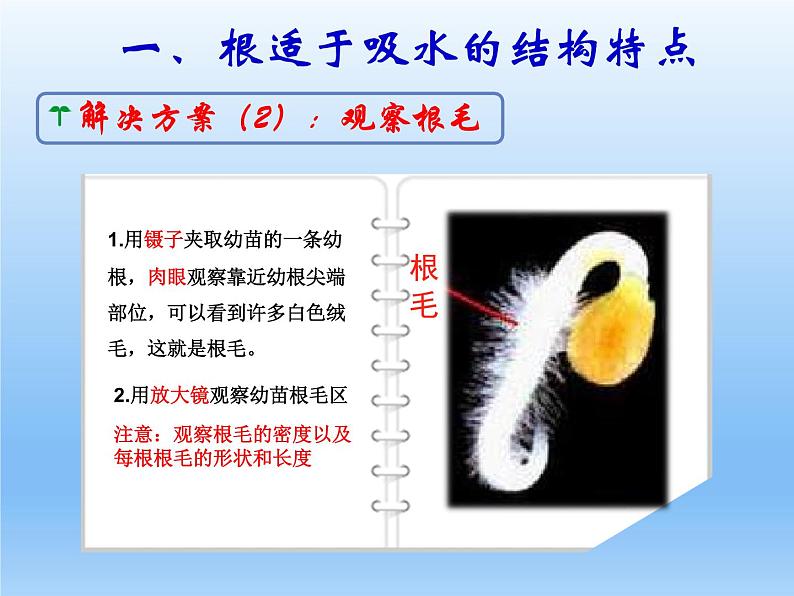 北师大版生物七年级上册 5.3 吸收作用—植物对水分的吸收（课件）第5页