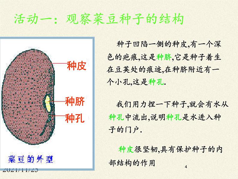 北师大版生物七年级上册 6.1 种子萌发形成幼苗(8)（课件）第4页