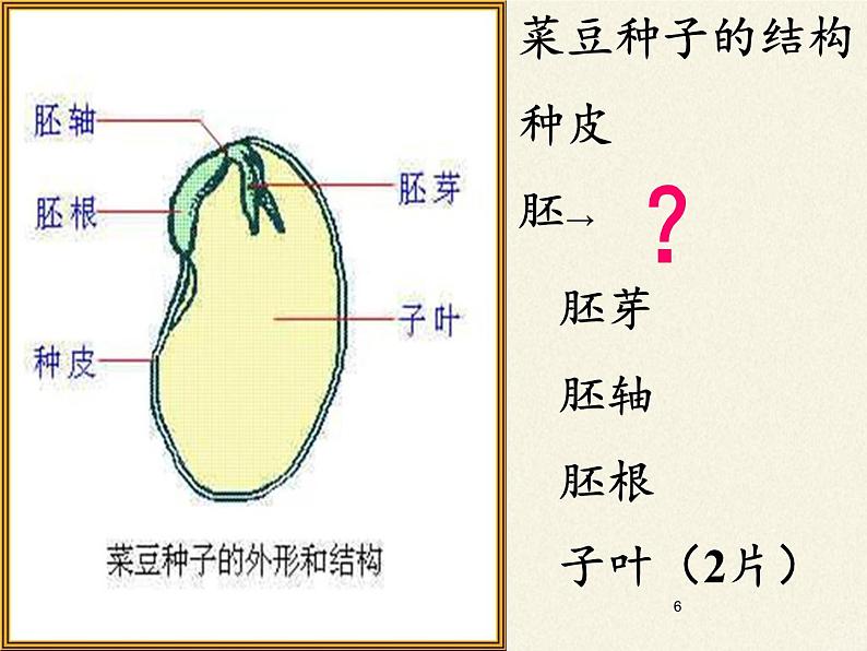 北师大版生物七年级上册 6.1 种子萌发形成幼苗(8)（课件）第6页