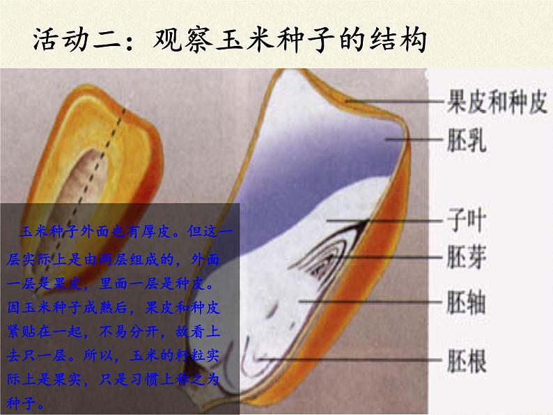 北师大版生物七年级上册 6.1 种子萌发形成幼苗(8)（课件）第7页