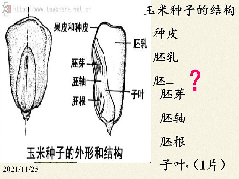 北师大版生物七年级上册 6.1 种子萌发形成幼苗(8)（课件）第8页