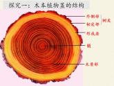 北师大版生物七年级上册 5.5  运输作用(3)（课件）