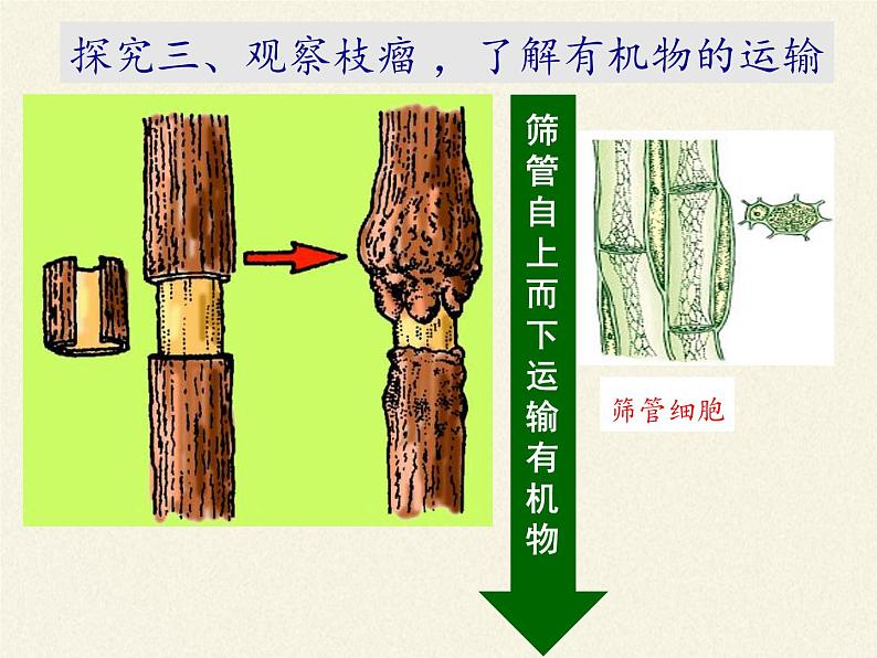 北师大版生物七年级上册 5.5  运输作用(3)（课件）07