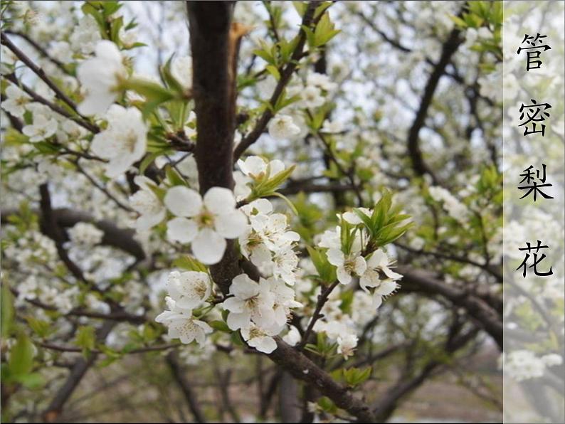 北师大版生物七年级上册 6.3 生殖器官的生长(1)（课件）第3页