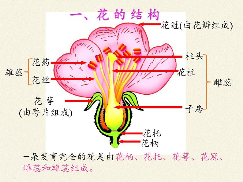 北师大版生物七年级上册 6.3 生殖器官的生长(1)（课件）第8页