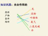 北师大版生物七年级上册 5.1 光合作用(5)（课件）