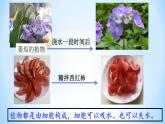 北师大版生物七年级上册 5.3 吸收作用——植物细胞的吸水与失水（课件）