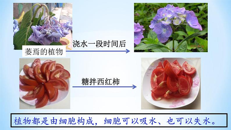 北师大版生物七年级上册 5.3 吸收作用——植物细胞的吸水与失水（课件）第3页