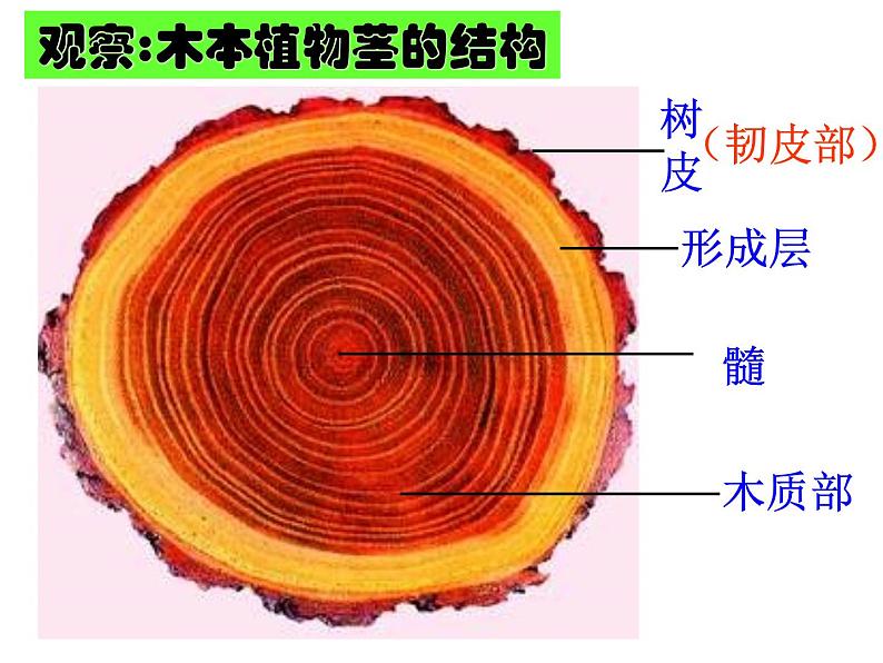 北师大版生物七年级上册 5.5  运输作用_（课件）02