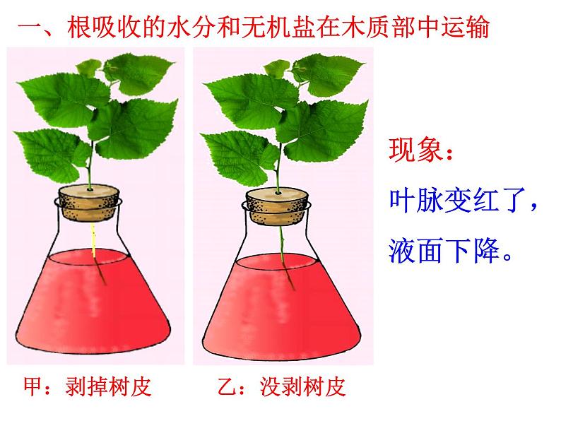 北师大版生物七年级上册 5.5  运输作用_（课件）04