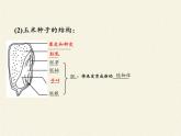 北师大版生物七年级上册 6.3 生殖器官的生长(6)（课件）