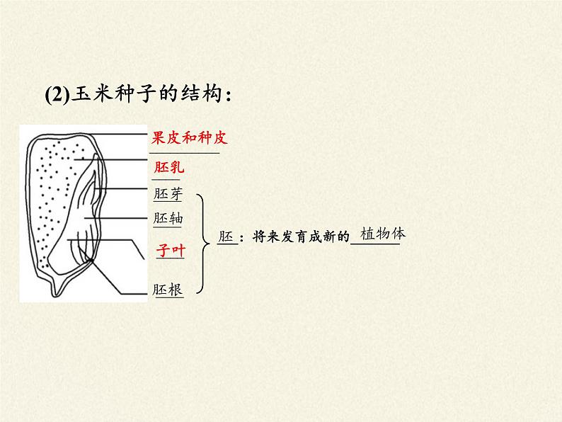 北师大版生物七年级上册 6.3 生殖器官的生长(6)（课件）第3页