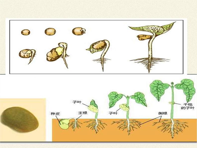 北师大版生物七年级上册 6.1 种子萌发形成幼苗(7)（课件）02