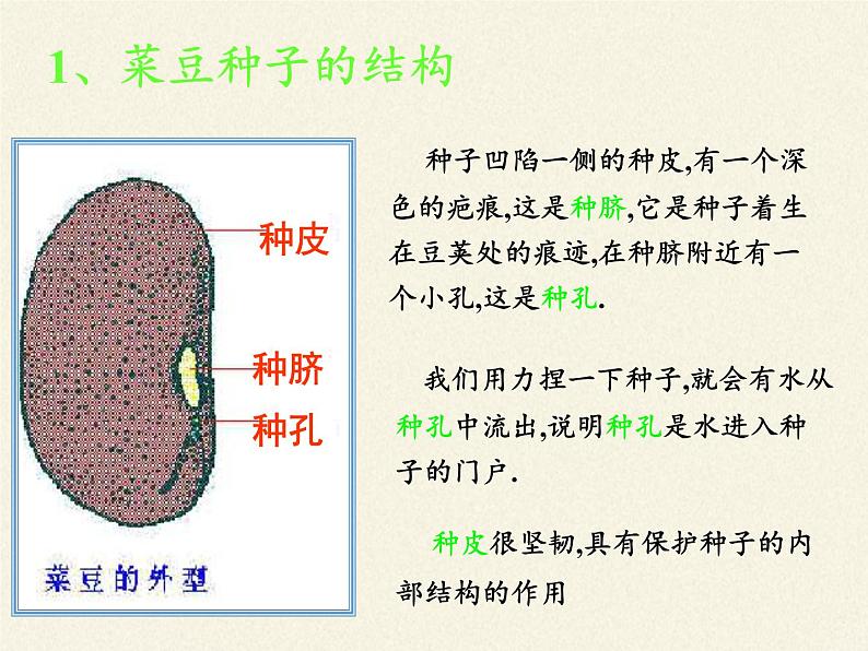 北师大版生物七年级上册 6.1 种子萌发形成幼苗(7)（课件）03