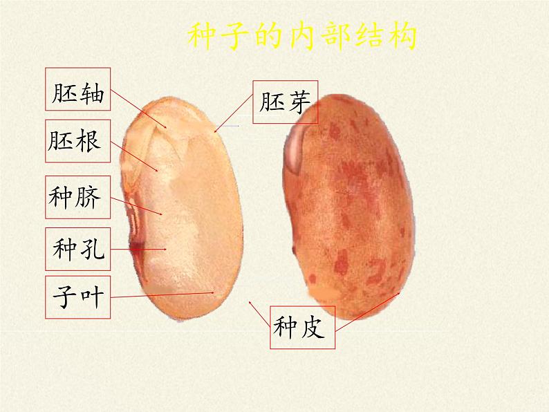 北师大版生物七年级上册 6.1 种子萌发形成幼苗(7)（课件）06