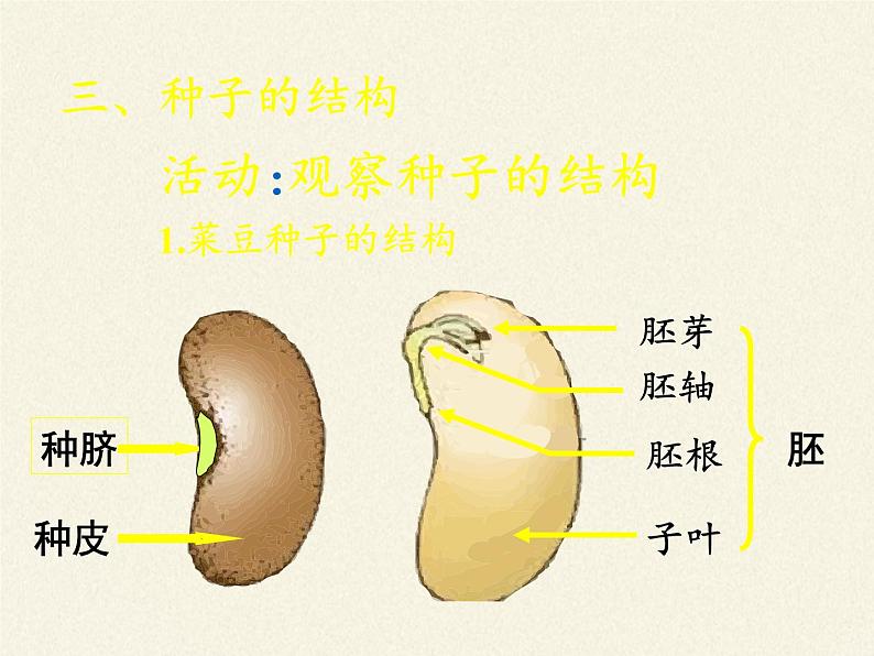 北师大版生物七年级上册 6.1 种子萌发形成幼苗(7)（课件）07