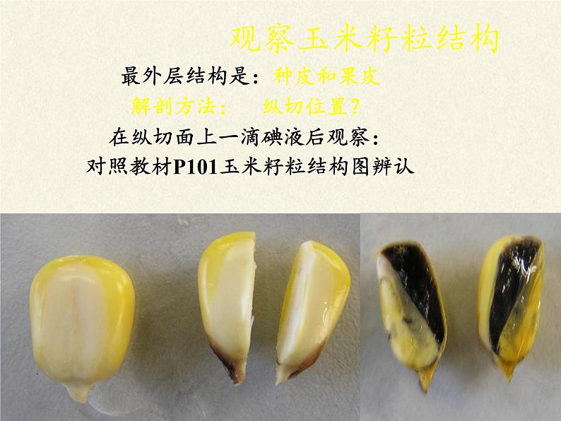 北师大版生物七年级上册 6.1 种子萌发形成幼苗(7)（课件）08