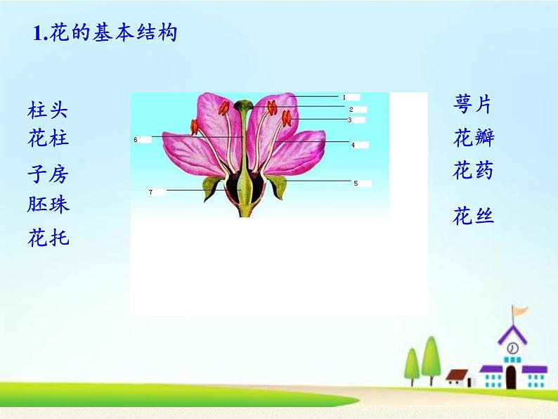 北师大版生物七年级上册 6.3  生殖器官的生长(4)（课件）第7页