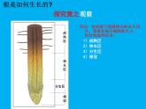 北师大版生物七年级上册 6.2  营养器官的生长_（课件）