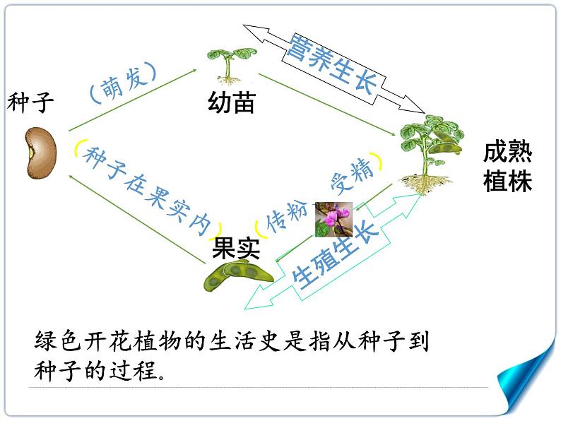 北师大版生物七年级上册 6.1 种子萌发形成幼苗(2)（课件）第3页