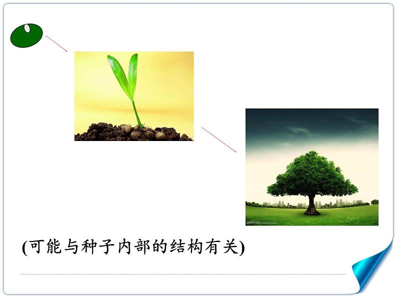 北师大版生物七年级上册 6.1 种子萌发形成幼苗(2)（课件）第6页