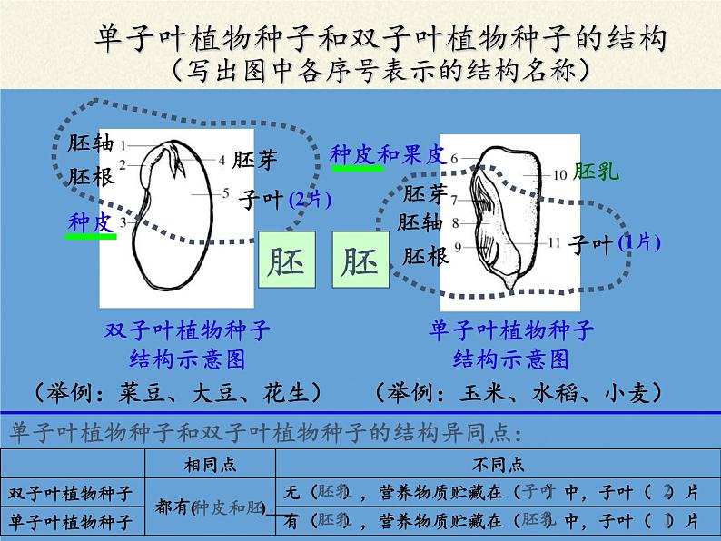 北师大版生物七年级上册 6.1 种子萌发形成幼苗(6)（课件）04